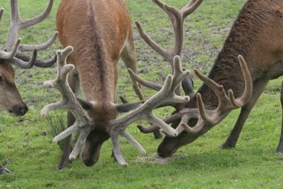 De nombreux animaux attendent les enfants !