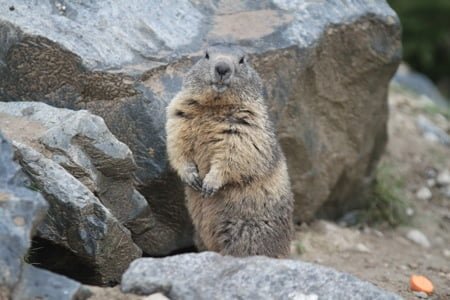 La marmotte habituée au photos !
