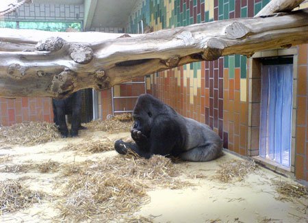 Les gorilles du zoo de Sarrebruck